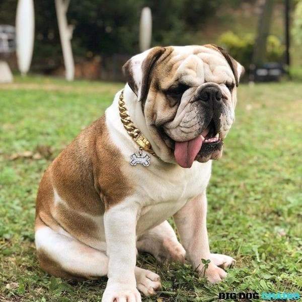 The Cuban Custom_Luxury_Gold Collar  for pitbull_large_dog_collars_Cane_Corso_collars_rottweilerdog_collar_american bully Luxe and Lavish  - 6/BigDogChains