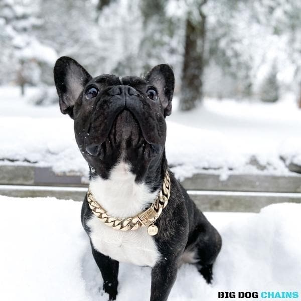 The Cuban Custom_Luxury_Gold Collar  for pitbull_large_dog_collars_Cane_Corso_collars_rottweilerdog_collar_american bully Opulence for Your Pup  - 5/BigDogChains