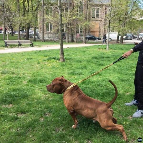 The Cuban_Gold_Leash_Cuban_Link_Custom_Gold_Lead_Refined for Pit_Bull_XL_Bully_Rottweiler_Doberman Luxurious Cuban Gold Leash High-End Custom Gold 
 - 5/LilDogChains/BigDogChains