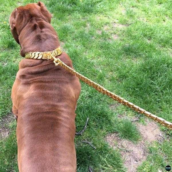 
The Cuban_Gold_Leash_Cuban_Link_Custom_Gold_Lead_Refined for Pit_Bull_XL_Bully_Rottweiler_Doberman Opulent Cuban Gold Leash Stylish Gold Cuban Link
 - 6/LilDogChains/BigDogChains