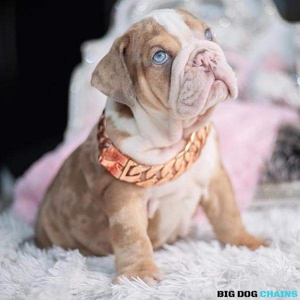 The Cuban Rose Custom_Luxury_Real_Rose_Gold_Finish Collar for pitbull_large_dog_collars_Cane_Corso_collars_rottweilerdog_collar_american bully A Collar That Dazzles - 11/BigDogChains