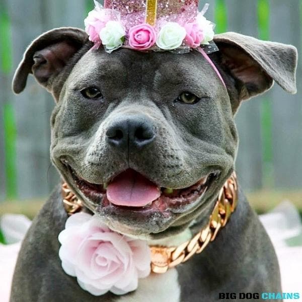 The Cuban Rose Custom_Luxury_Real_Rose_Gold_Finish Collar for pitbull_large_dog_collars_Cane_Corso_collars_rottweilerdog_collar_american bully A Statement of Elegance - 13/BigDogChains