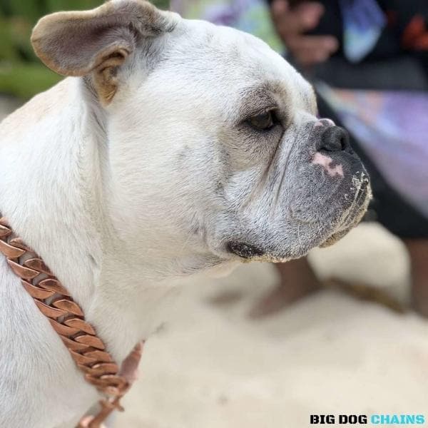 The Cuban Rose Custom_Luxury_Real_Rose_Gold_Finish Collar for pitbull_large_dog_collars_Cane_Corso_collars_rottweilerdog_collar_american bully A Touch of Rose Gold Luxury  7/BigDogChains