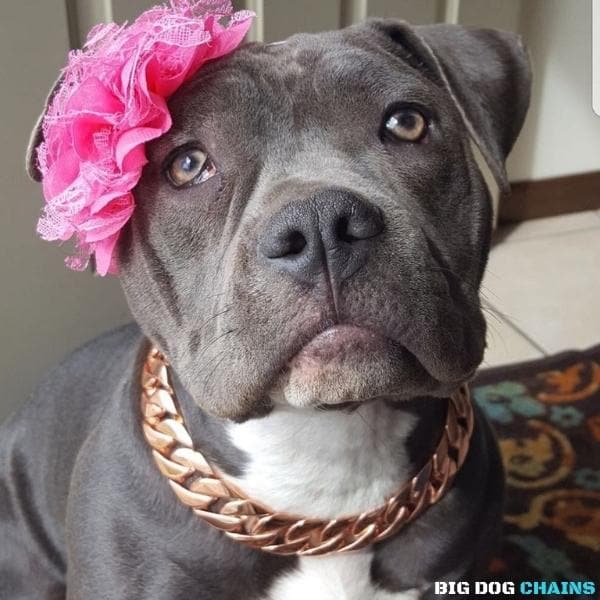 The Cuban Rose Custom_Luxury_Real_Rose_Gold_Finish Collar for pitbull_large_dog_collars_Cane_Corso_collars_rottweilerdog_collar_american bully Bold Looks, Rose Gold Brilliance  8/BigDogChains
