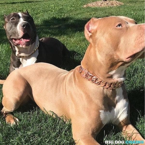 The Cuban Rose Custom_Luxury_Real_Rose_Gold_Finish Collar for pitbull_large_dog_collars_Cane_Corso_collars_rottweilerdog_collar_american bully Built for the Stylish Canine  6/BigDogChains