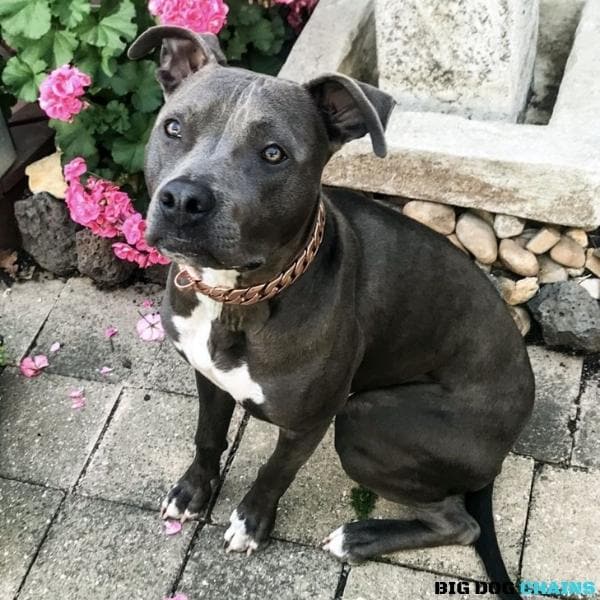  The Cuban Rose Custom_Luxury_Real_Rose_Gold_Finish Collar for pitbull_large_dog_collars_Cane_Corso_collars_rottweilerdog_collar_american bully Elegance and Strength Combined - 10/BigDogChains