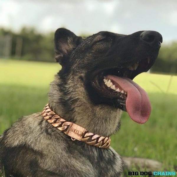 The Cuban Rose Custom_Luxury_Real_Rose_Gold_Finish Collar for pitbull_large_dog_collars_Cane_Corso_collars_rottweilerdog_collar_american bully Elegant Yet Enduring 5/BigDogChains