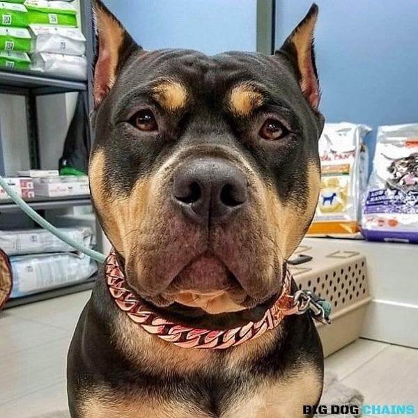 The Cuban Rose Custom_Luxury_Real_Rose_Gold_Finish Collar for pitbull_large_dog_collars_Cane_Corso_collars_rottweilerdog_collar_american bully Fashion-Forward and Fierce - 9/BigDogChains