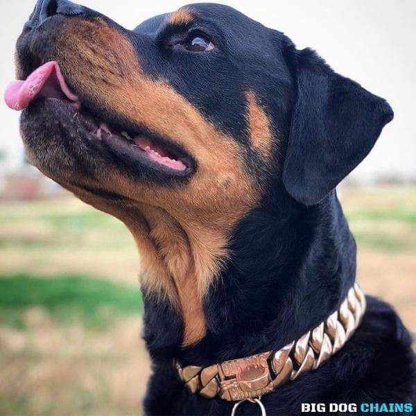 THE CUBAN ROSE Gold Cuban Link 1 Inch Dog Collar Medium 14-30 Inch