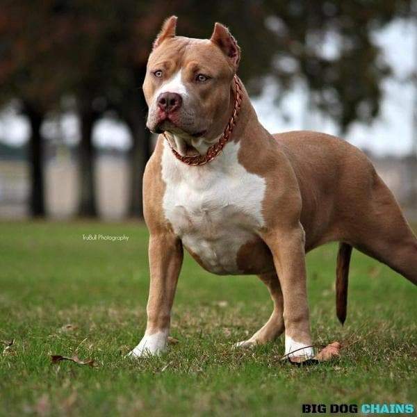 Cuban_Rose_Gold_DThe Cuban Rose Custom_Luxury_Real_Rose_Gold_Finish Collar for pitbull_large_dog_collars_Cane_Corso_collars_rottweilerdog_collar_american bully  Stylish, Strong, and Sophisticated 4/BigDogChainsog_Collar_Cuban_Link_Custom_Fitted_Ideal_Size_for_Pit_Bull_Bullies_Super_Strong_Stainless_Steel_Design_BIG_DOG_CHAINS