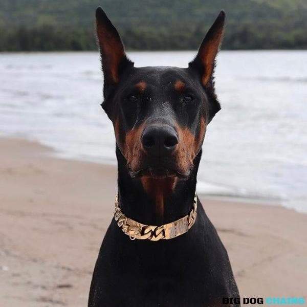 The Cuban Solid Custom Luxury High Quality and Super Strong Gold Dog Collar for pitbull_large_dog_collars_Small_Dogs_Collar_Cane_Corso_collars_rottweilerdog_collar_american Luxury and Power in Every Link  - 12/BigDogChains