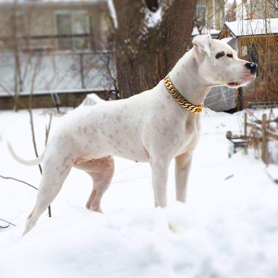 The Cuban Solid Custom Luxury High Quality and Super Strong Gold Dog Collar for pitbull_large_dog_collars_Small_Dogs_Collar_Cane_Corso_collars_rottweilerdog_collar_american Where Strength Meets Sophistication  - 7/BigDogChains
