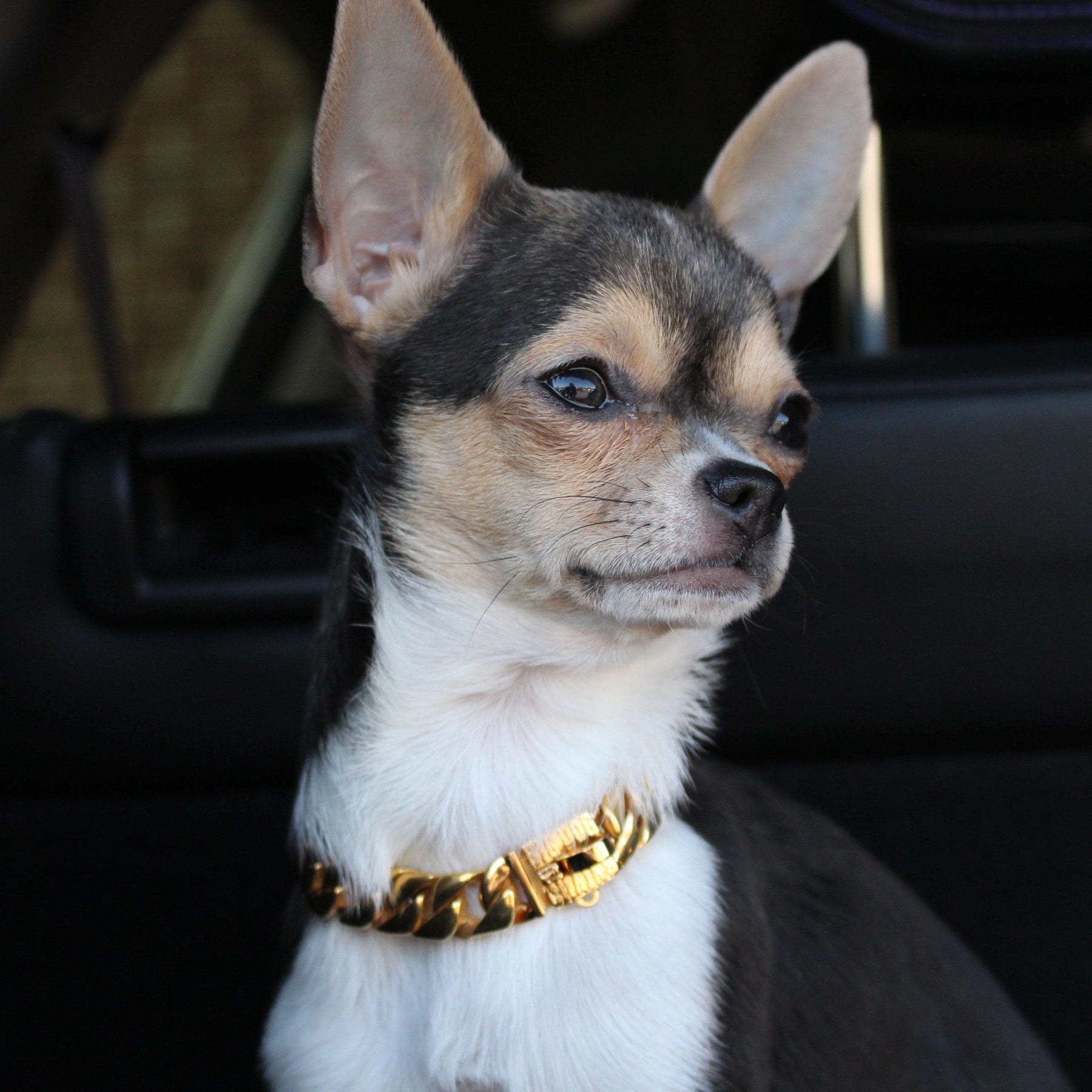 THE CUBANITO XSmall Gold Cuban Link Dog Collar 7-14 Inch Xsmall