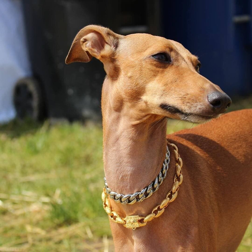 Gold chain collar for small dog best sale