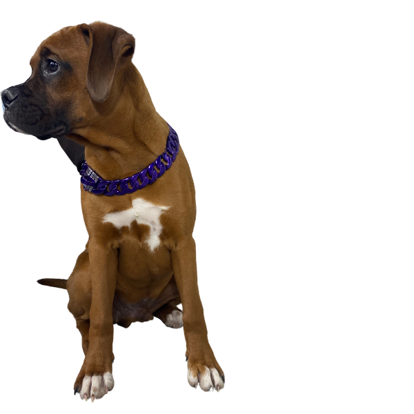 The Guardian Custom_Luxury_High_Quality_and_Super_Strong_Collar for pitbull_large_dog_collars_Small_Dogs_Collar_Cane_Corso_collars_rottweilerdog_collar_american bully_French Ultimate Security for Your Companion - 2/BigDogChains