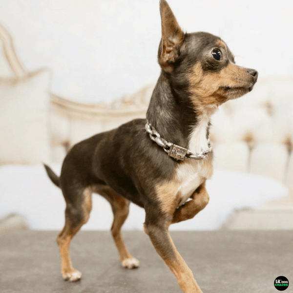 Chihuahua Spiked Collar Khaleesi Small Custom Stainless Steel