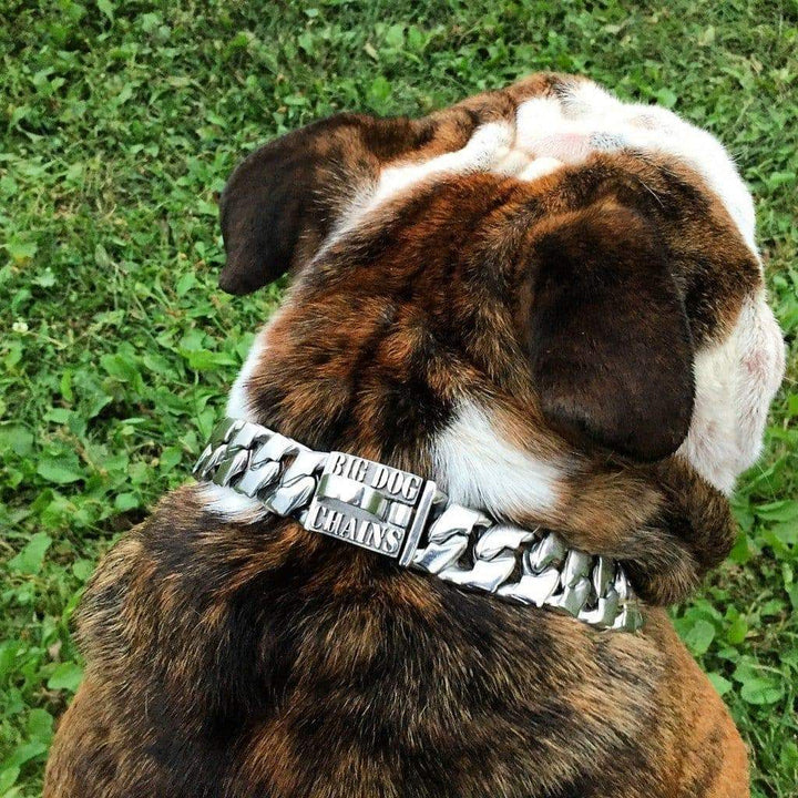 The Magnum Dog Collar Custom_Luxury_Stainless_steel for pitbull_large_dog_collars_Cane_Corso_collars_rottweilerdog_collar_american bully Maximum Strength, Maximum Style  - 4/BigDogChains