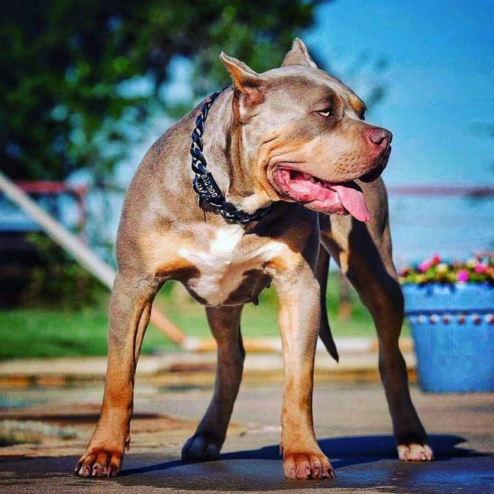 The Mamba Dog Collar for pitbull_large_dog_collars_Cane_Corso_collars_rottweilerdog_collar_Bull_Mastiff_metal_collar A Collar That Commands Respect  - 5/BigDogChains