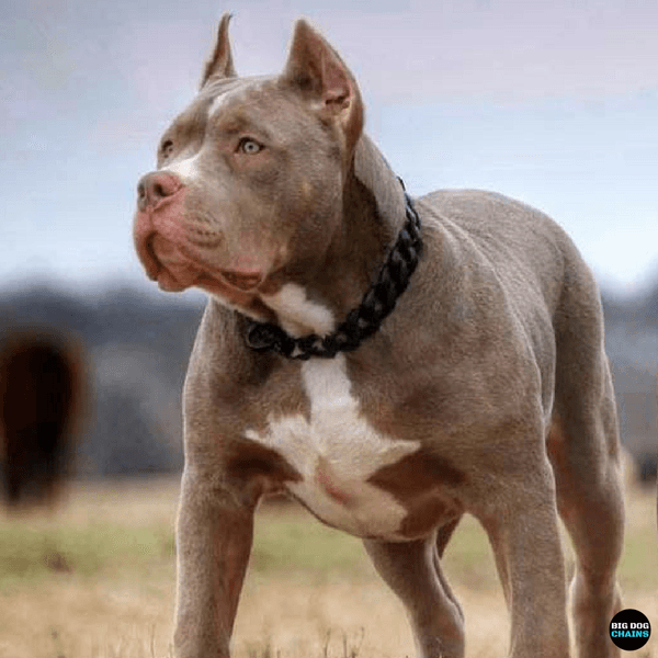 The Mamba Dog Collar for pitbull_large_dog_collars_Cane_Corso_collars_rottweilerdog_collar_Bull_Mastiff_metal_collar Sleek Design, Strong Build  - 3/BigDogChains