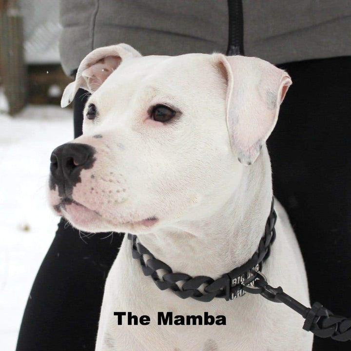 The Mamba Dog Collar for pitbull_large_dog_collars_Cane_Corso_collars_rottweilerdog_collar_Bull_Mastiff_metal_collar wift and Strong  - 6/BigDogChains