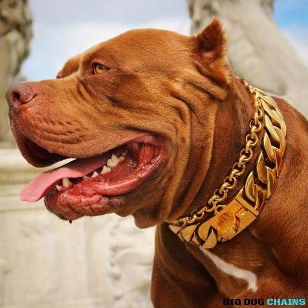 Hulk Double Xxl Pitbulls The Midas Largest Gold Dog Collar In The