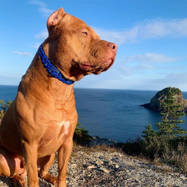 The Nipsey Custom_Luxury_High_Quality_and_Super_Strong_Collar for pitbull_large_dog_collars_Small_Dogs_Collar_Cane_Corso_collars_rottweilerdog_collar_american bully_French Crafted for the Fearless - 2/BigDogChains
