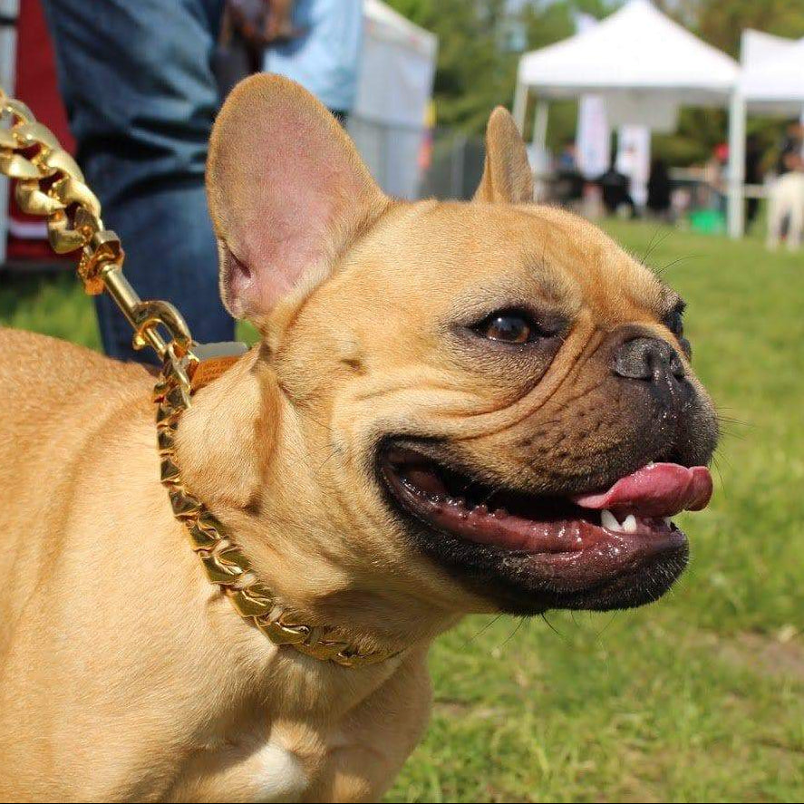 The Phoenix Custom Luxury Gold Finish Collar Gold Bold and Beautiful - BIG DOG CHAINS®