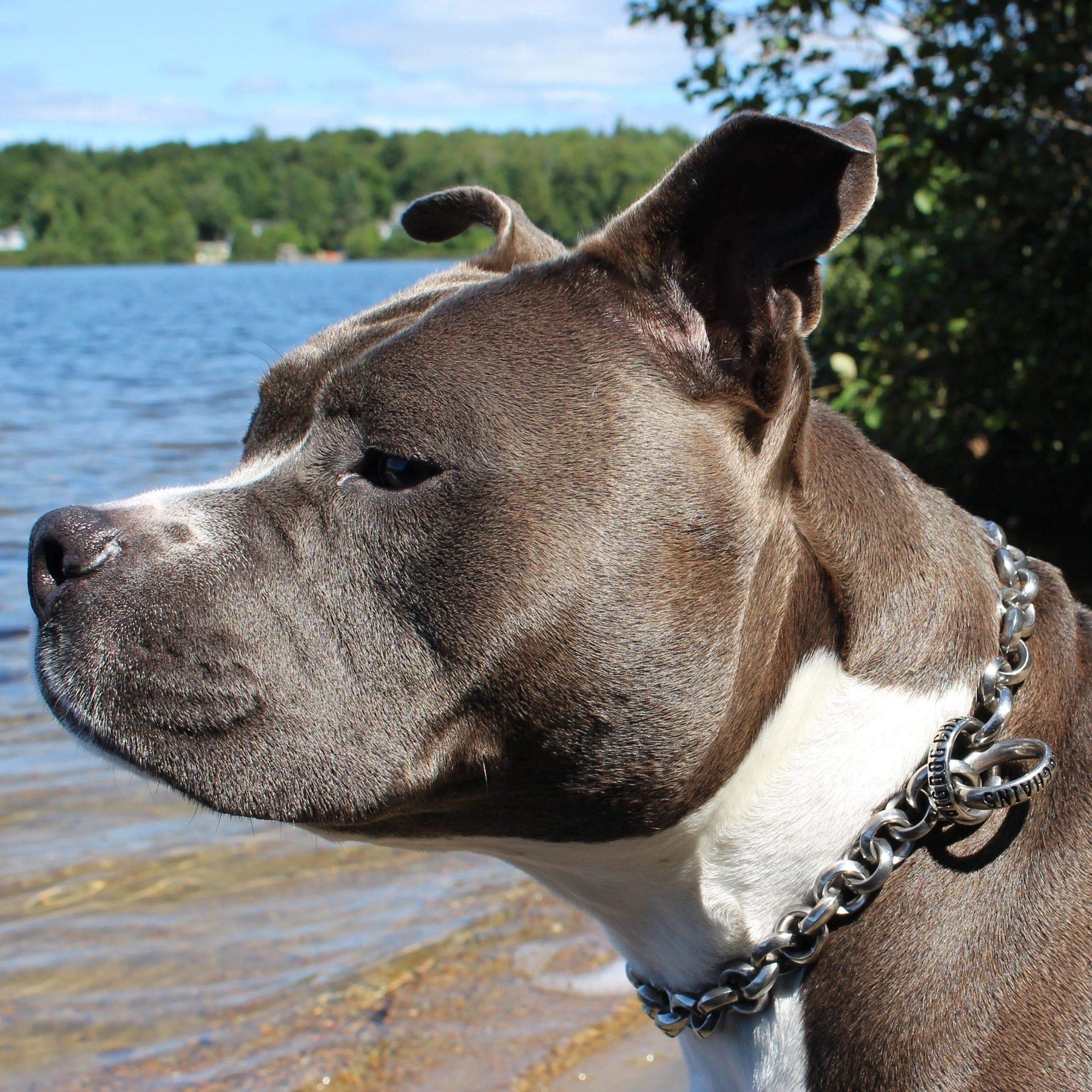 Rolla Stainless Steel Choke Chain Check Collar BIG DOG CHAINS