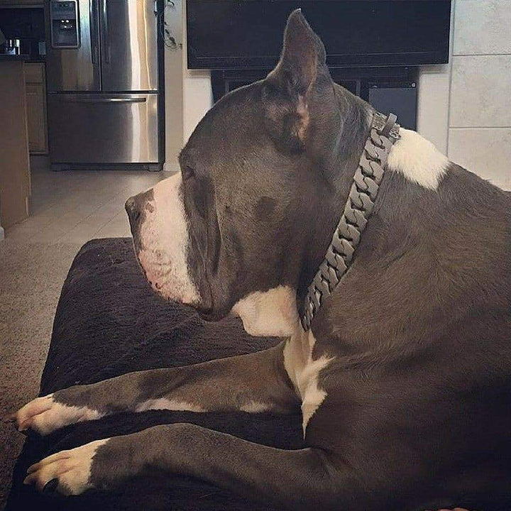 The Spartan Solid Custom Luxury High Quality and Super Strong Gray Dog Collar for pitbull_large_dog_collars_Small_Dogs_Collar_Cane_Corso_collars_rottweilerdog_collar_american Built to Last with Classic Elegance  - 2/BigDogChains