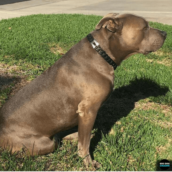The Venom Custom_Luxury_Black_Dog_Collar for pitbull_large_dog_collars_Small_Dogs_Collar_Cane_Corso_collars_rottweilerdog_collar_american bully_French Bulldog_Crafted Sleek Perfection - 5/BigDogChains