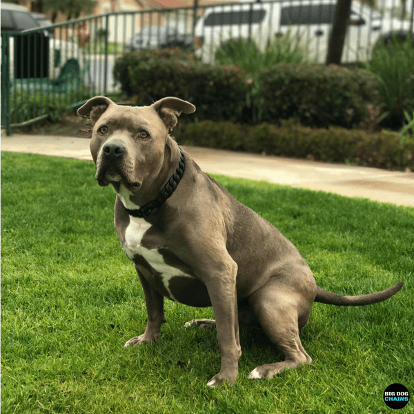 The Venom Custom_Luxury_Black_Dog_Collar for pitbull_large_dog_collars_Small_Dogs_Collar_Cane_Corso_collars_rottweilerdog_collar_american bully_French Bulldog_Crafted Ultimate Sophistication - 3/BigDogChains