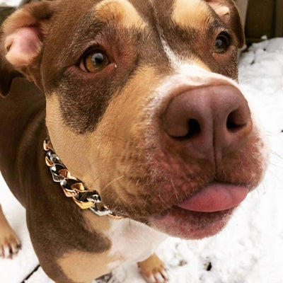 Pitbull wearing THE TRI | 3 tones Gold Dog Collar | BIG DOG CHAINS 