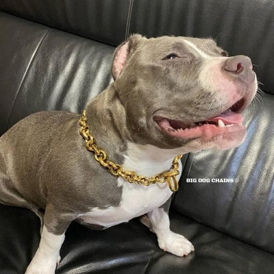 XL_BULLY_Training_Choker_Dog_Collar_Custom_Gold_And_High_Quality_BIG_DOG_CHAINS