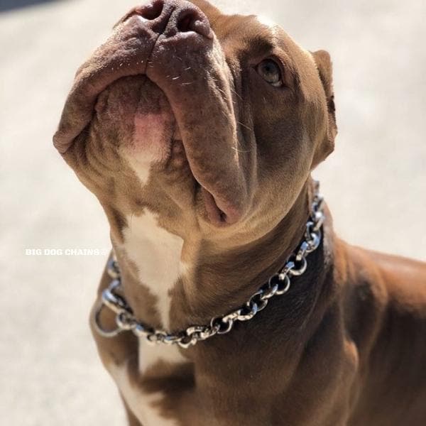 XL_Bully_Training_Choker_Collar_Unique_Stainless_Steel_Strong_Check_Collar_for_Large_Dogs_BIG_DOG_CHAINS