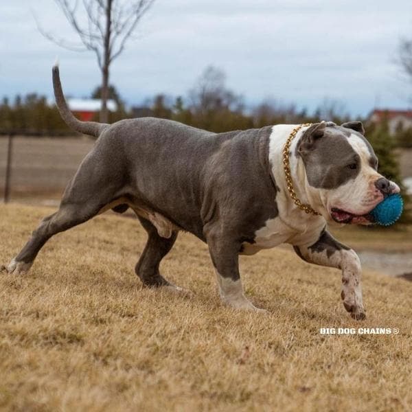 XL_Bully_Training_Collar_Gold_Pit_Bull_Choker_for_Large_and_Strong_Dogs_BIG_DOG_CHAINS