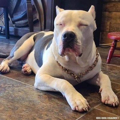 XL_Bully_Unique_Gold_Training_Choker_Collar_BIG_DOG_CHAINS