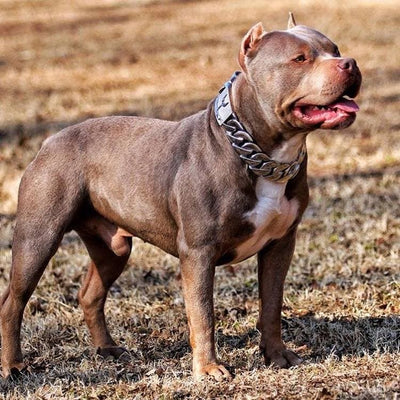 The Incredibullz wearing the Goliath From Big Dog Chains