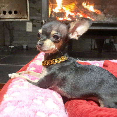 GOLD DOG COLLAR FOR CHIHUAHUA | LIL' DOG CHIANS