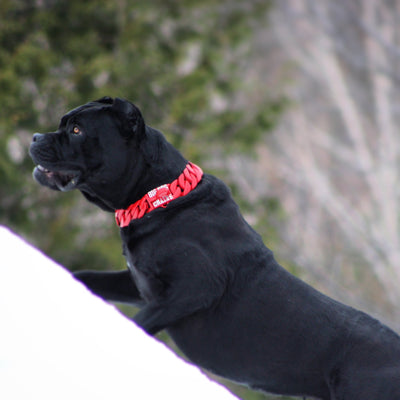 Black dog Cane Corso | The Diablo | Red Dog Cuban Link Dog Collar | Big Dog Chains