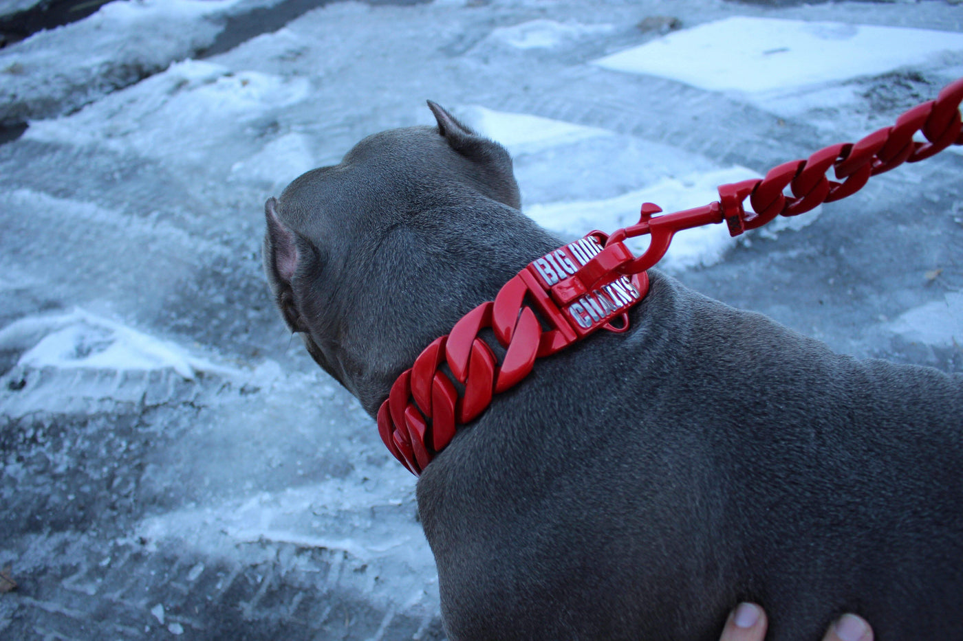 Pocket Bully | The Diablo Dog Collar and Leash | Red Dog Collar and leash Combo | Big Dog Chains