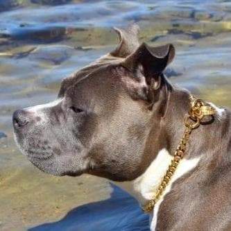MIAMI CHOKER Luxury Cuban Link Choker Dog Collar for Strong Dogs High Quality Real Cuban Link Choker Check Chain with a Gold Finish - BIG DOG CHAINS