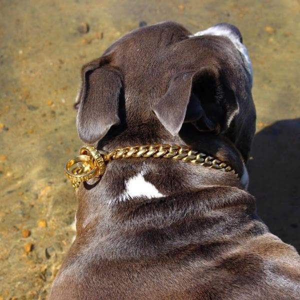 MIAMI CHOKER Luxury Cuban Link Choker Dog Collar for Strong Dogs High Quality Real Cuban Link Choker Check Chain with a Gold Finish - BIG DOG CHAINS