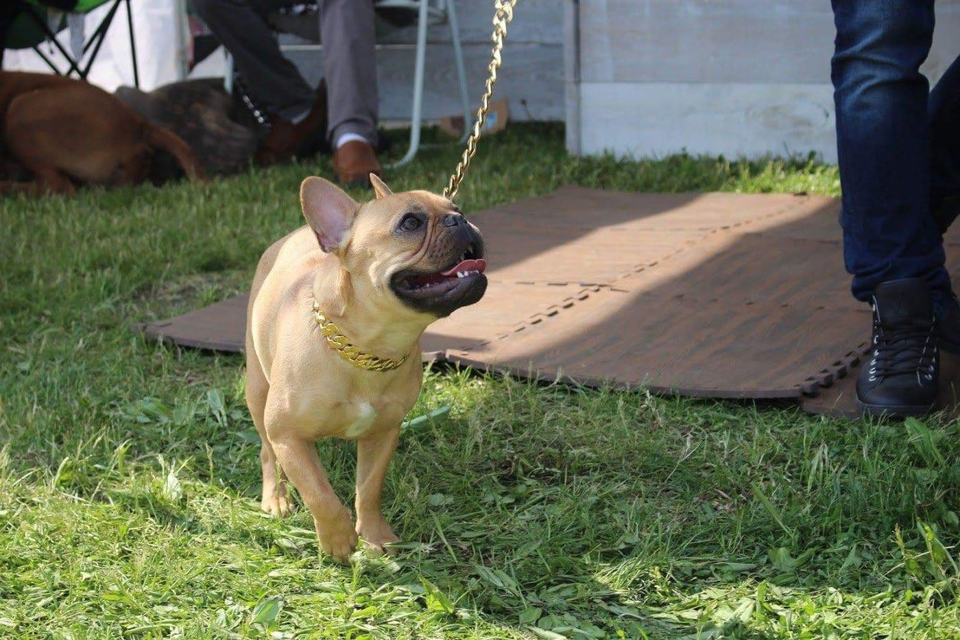 French Bulldog with The Phoenix Gold Dog Collars 